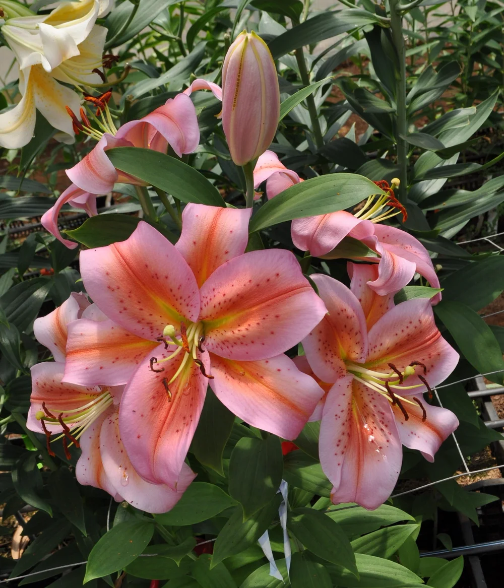 dps Lotus120 キングピン13付き　190cm オマケあり Kon-Tiki (Mak-Leek) — The Lily Garden